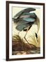 Audubon Great Blue Heron Bird-null-Framed Art Print