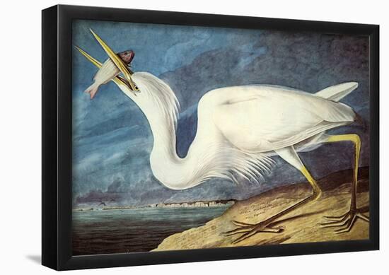 Audubon Great White Heron Bird Art Poster Print-null-Framed Poster