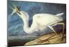 Audubon Great White Heron Bird Art Poster Print-null-Mounted Poster