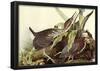 Audubon Green Heron Bird Art Poster Print-null-Framed Poster