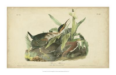 Made in U.S.A Giclee Prints Green Heron by John James Audubon Bird Art Repro 