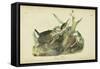 Audubon Green Heron-John James Audubon-Framed Stretched Canvas