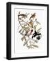 Audubon: Grosbeak-John James Audubon-Framed Giclee Print