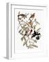 Audubon: Grosbeak-John James Audubon-Framed Giclee Print