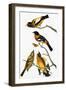 Audubon: Grosbeak-John James Audubon-Framed Giclee Print