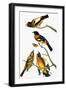 Audubon: Grosbeak-John James Audubon-Framed Giclee Print