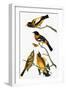 Audubon: Grosbeak-John James Audubon-Framed Giclee Print