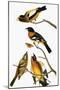 Audubon: Grosbeak-John James Audubon-Mounted Giclee Print