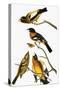 Audubon: Grosbeak-John James Audubon-Stretched Canvas