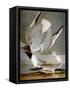 Audubon: Gull-John James Audubon-Framed Stretched Canvas