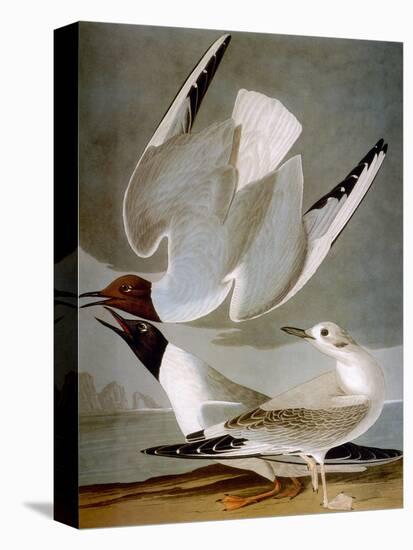 Audubon: Gull-John James Audubon-Stretched Canvas