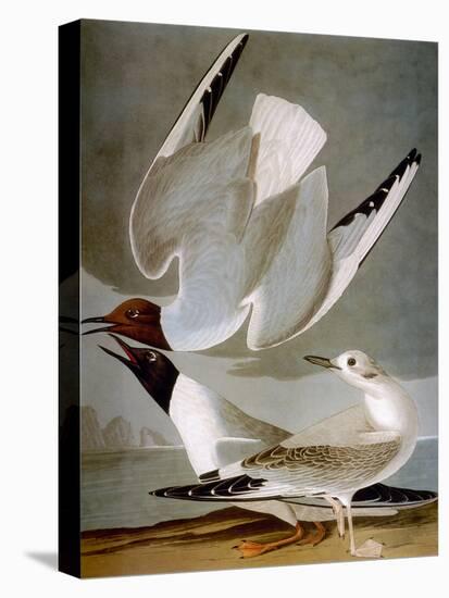 Audubon: Gull-John James Audubon-Stretched Canvas