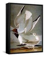 Audubon: Gull-John James Audubon-Framed Stretched Canvas