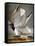 Audubon: Gull-John James Audubon-Framed Stretched Canvas