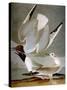 Audubon: Gull-John James Audubon-Stretched Canvas