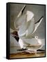 Audubon: Gull-John James Audubon-Framed Stretched Canvas