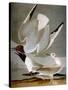 Audubon: Gull-John James Audubon-Stretched Canvas