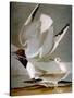 Audubon: Gull-John James Audubon-Stretched Canvas