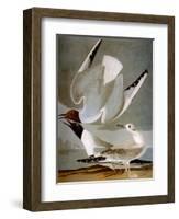 Audubon: Gull-John James Audubon-Framed Premium Giclee Print