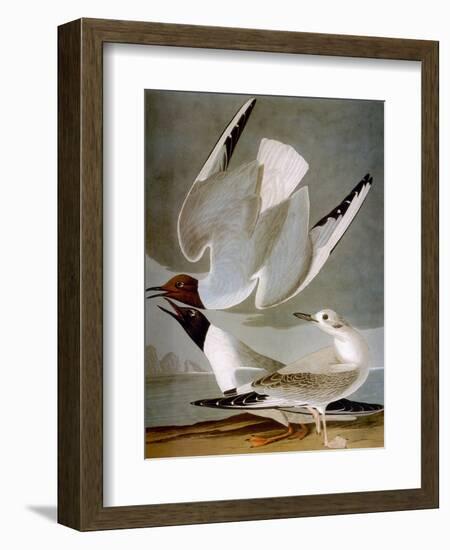 Audubon: Gull-John James Audubon-Framed Premium Giclee Print