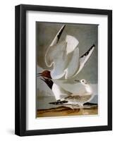 Audubon: Gull-John James Audubon-Framed Premium Giclee Print