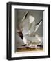 Audubon: Gull-John James Audubon-Framed Premium Giclee Print