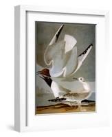 Audubon: Gull-John James Audubon-Framed Premium Giclee Print