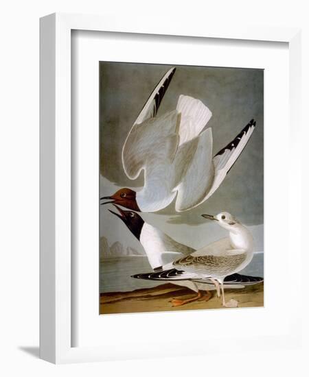 Audubon: Gull-John James Audubon-Framed Premium Giclee Print