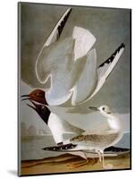 Audubon: Gull-John James Audubon-Mounted Premium Giclee Print