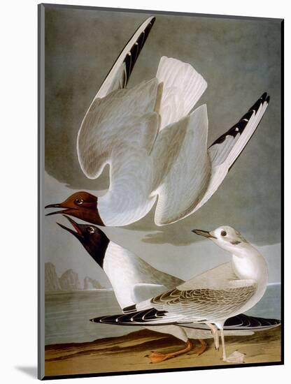 Audubon: Gull-John James Audubon-Mounted Premium Giclee Print