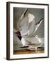 Audubon: Gull-John James Audubon-Framed Premium Giclee Print