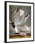 Audubon: Gull-John James Audubon-Framed Premium Giclee Print