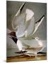 Audubon: Gull-John James Audubon-Mounted Premium Giclee Print