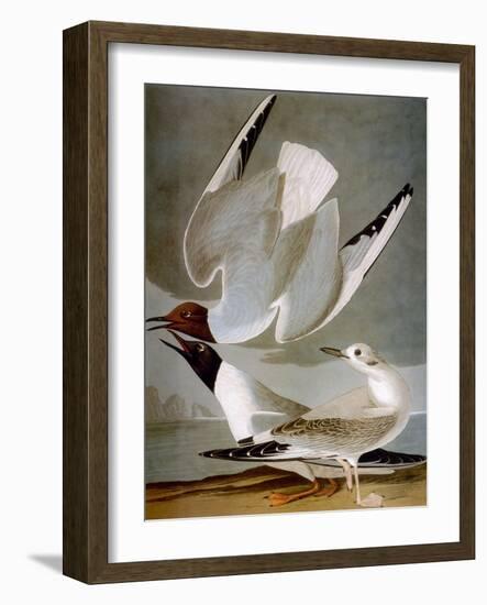 Audubon: Gull-John James Audubon-Framed Giclee Print