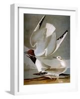 Audubon: Gull-John James Audubon-Framed Giclee Print