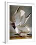 Audubon: Gull-John James Audubon-Framed Giclee Print