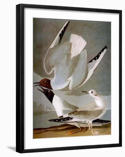 Audubon: Gull-John James Audubon-Framed Giclee Print