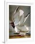 Audubon: Gull-John James Audubon-Framed Giclee Print