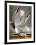 Audubon: Gull-John James Audubon-Framed Giclee Print