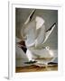 Audubon: Gull-John James Audubon-Framed Giclee Print