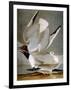 Audubon: Gull-John James Audubon-Framed Giclee Print