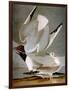 Audubon: Gull-John James Audubon-Framed Giclee Print