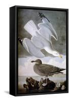 Audubon: Gull-John James Audubon-Framed Stretched Canvas