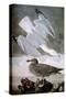 Audubon: Gull-John James Audubon-Stretched Canvas