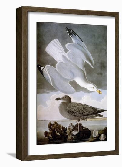 Audubon: Gull-John James Audubon-Framed Giclee Print