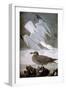 Audubon: Gull-John James Audubon-Framed Giclee Print