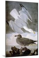 Audubon: Gull-John James Audubon-Mounted Giclee Print