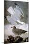 Audubon: Gull-John James Audubon-Mounted Giclee Print