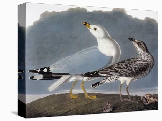 Audubon: Gull-John James Audubon-Stretched Canvas