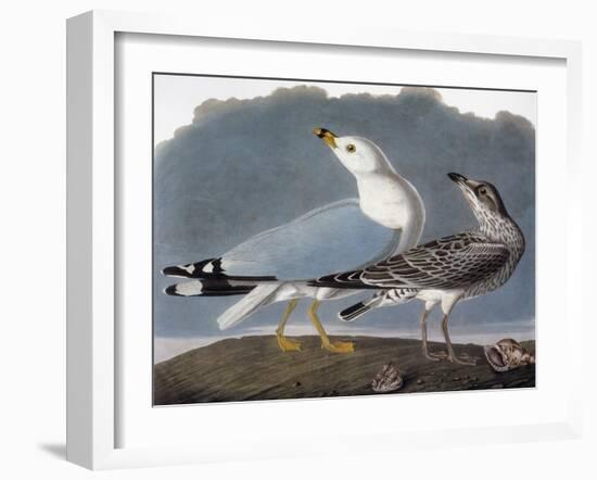 Audubon: Gull-John James Audubon-Framed Giclee Print